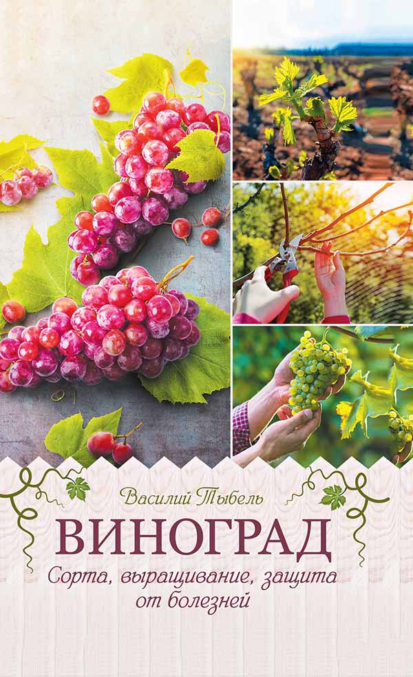 Книга Виноград. Сорта, выращивание, защита от болезней Василий Тыбель epub pdf fb2 формат фото 3 Книга Виноград. Сорта, выращивание, защита от болезней Василий Тыбель epub pdf fb2 формат обкладинка 3